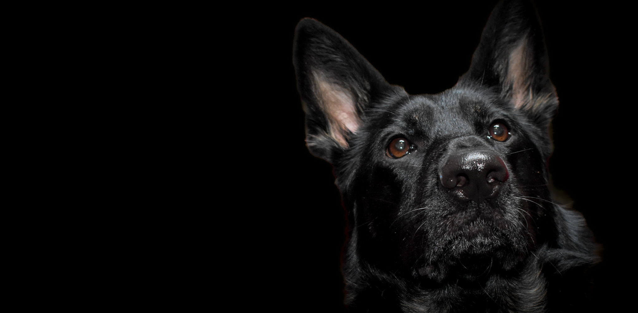 Försvarsmaktens Sajma hunden med det stora hjärtat Fru Läders ständiga följeslagare